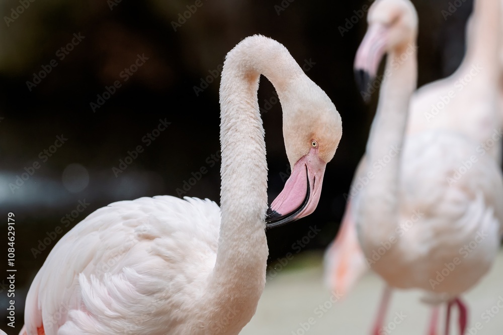 Naklejka premium Flamingo with a gracefully curved neck and pink beak looking downward, against a softly blurred background