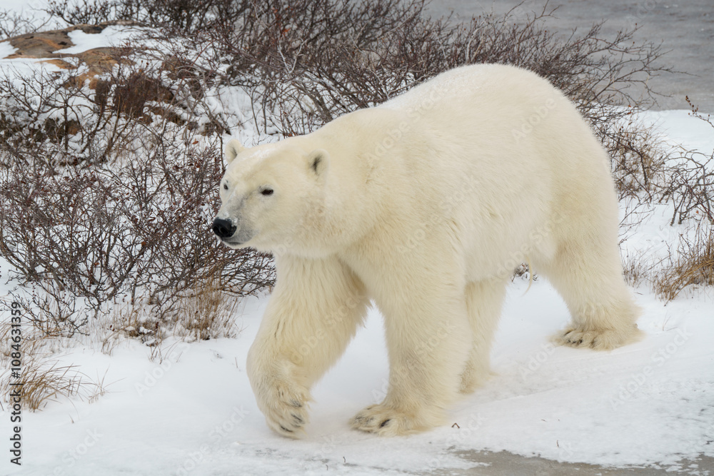 Solitary polar bear close up on the arctic tundra of Churchill Canada Solitary polar bear close up on the arctic tundra of Churchill Canada