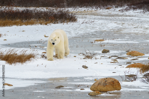 Solitary polar bear close up on the arctic tundra of Churchill Canada