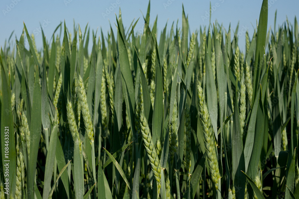 Fototapeta premium Green wheat field blue sky