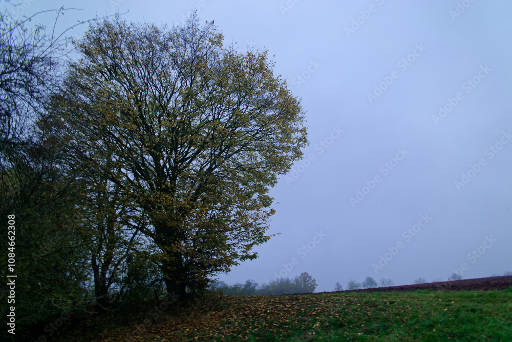 Fog outside the city on a cloudy autumn day in Bavaria. Fog outside the city on a cloudy autumn day in Bavaria.