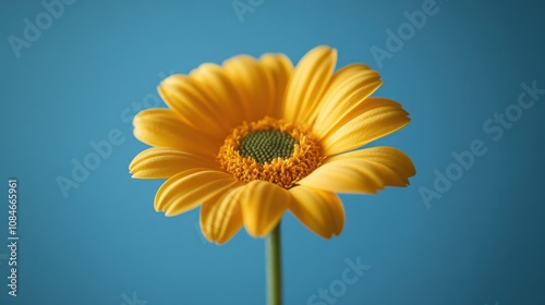 a yellow flower with a green stem