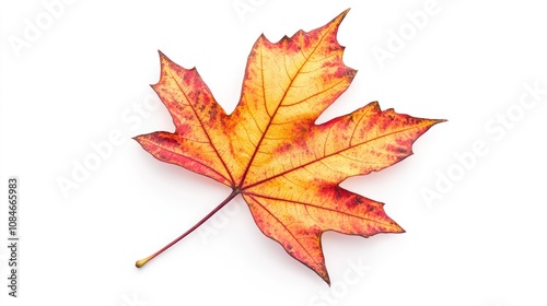 A single, vibrant red and orange maple leaf isolated on a white background.