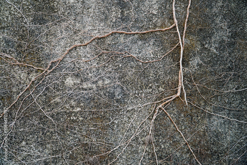 Tree roots creeping up the cement wall photo