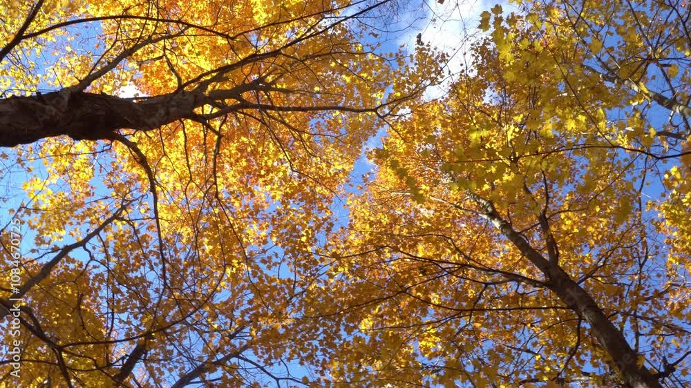 Tall maples with orange leaves against the blue sky with white clouds Tall maples with orange leaves against the blue sky with white clouds