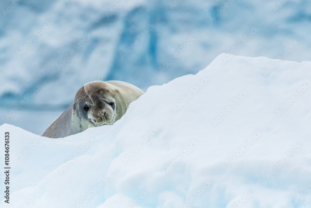 Close-up of a Weddell seal -Leptonychotes weddellii- resting on a small iceberg near Danco Island on the Antarctic peninsula Close-up of a Weddell seal -Leptonychotes weddellii- resting on a small iceberg near Danco Island on the Antarctic peninsula