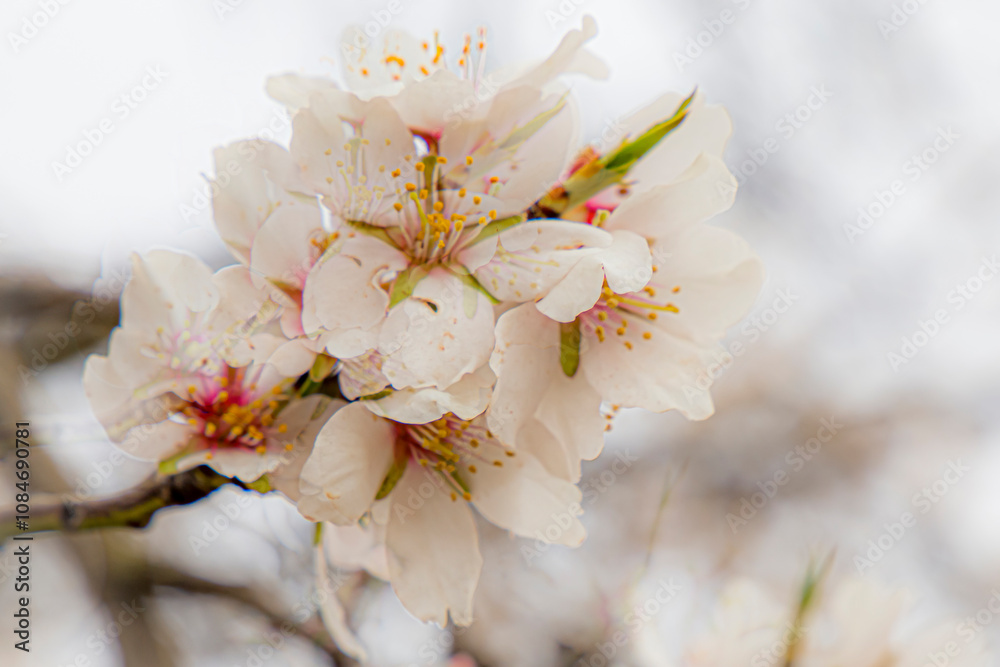 almond blossom on the tree, winter flowers in the nature ambient, beautiful cherry blossom flowers, Cottagecore flowers photography, wedding backgrounds. Closeup flowers tree, perfect for card writing almond blossom on the tree, winter flowers in the nature ambient, beautiful cherry blossom flowers, Cottagecore flowers photography, wedding backgrounds. Closeup flowers tree, perfect for card writing