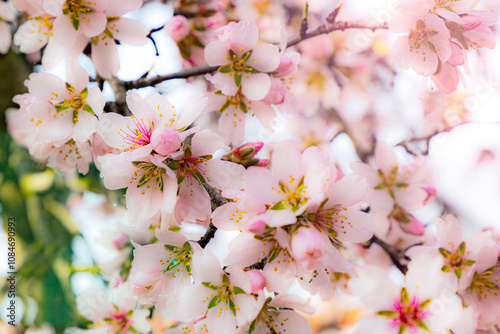 almond blossom on the tree, winter flowers in the nature ambient, beautiful cherry blossom flowers, Cottagecore flowers photography, wedding backgrounds. Closeup flowers tree, perfect for card writing