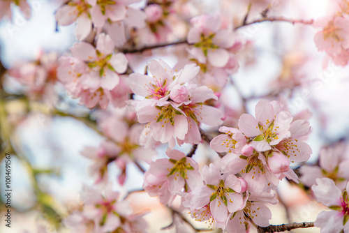 Wallpaper Mural almond blossom on the tree, winter flowers in the nature ambient, beautiful cherry blossom flowers, Cottagecore flowers photography, wedding backgrounds. Closeup flowers tree, perfect for card writing Torontodigital.ca