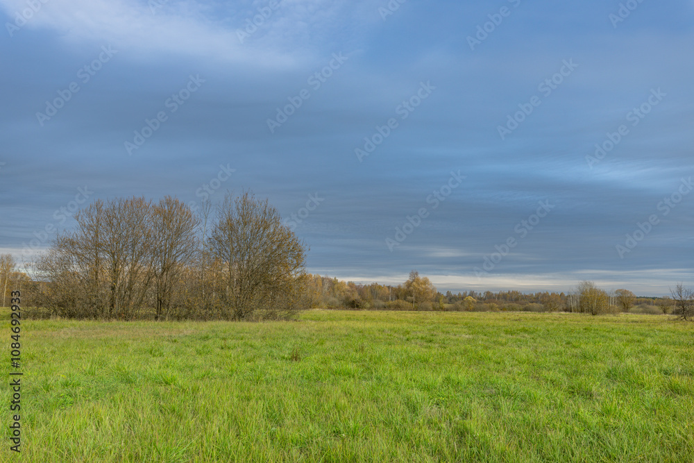 A field of grass with a few trees in the background A field of grass with a few trees in the background