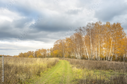 A field of grass with a path through it and trees in the background