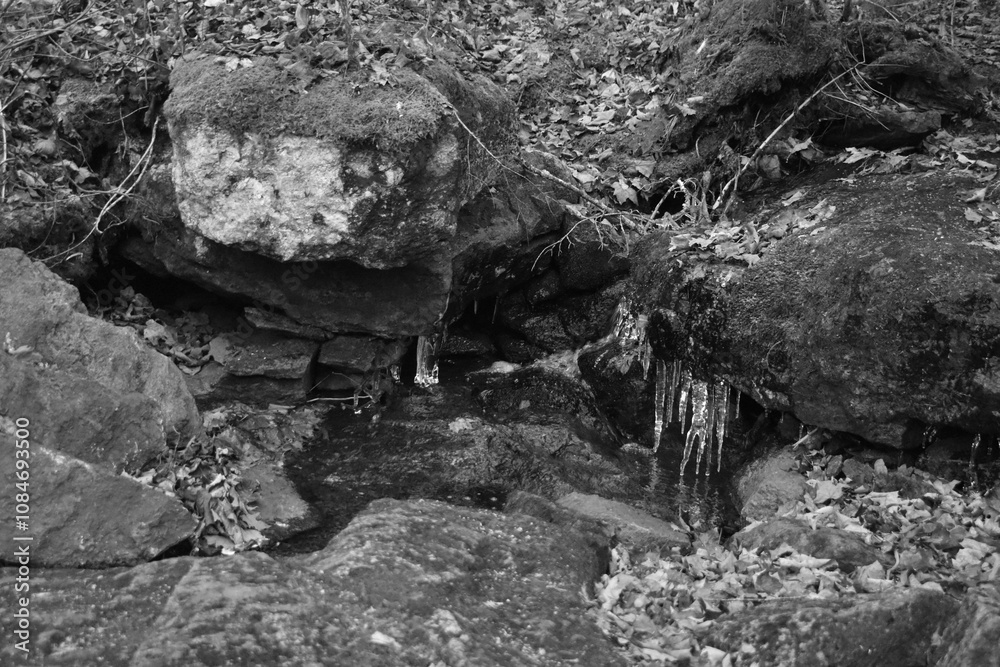 Sentier Père Buteux 15 Novembre 2024 - N&B Sentier Père Buteux 15 Novembre 2024 - N&B