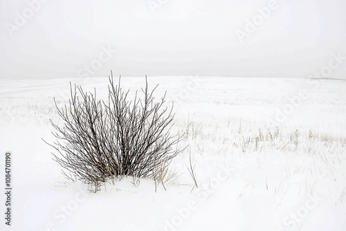 Solitary Bush Amidst a Winter Landscape of Snow