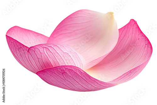 Closeup on lotus petal isolated png on a transparent background