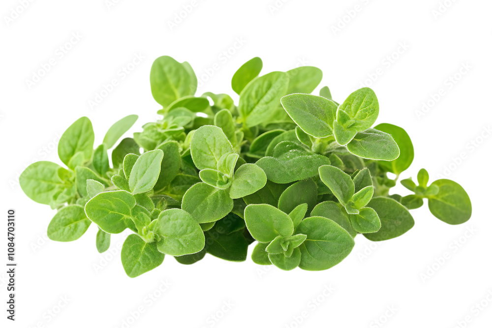 Fresh oregano herb isolated png on a transparent background Fresh oregano herb isolated png on a transparent background