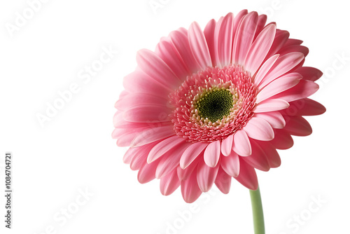 Gerbera flower isolated png on a transparent background