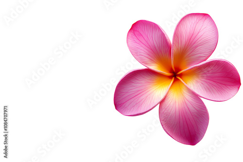 Frangipani flower isolated png on a transparent background