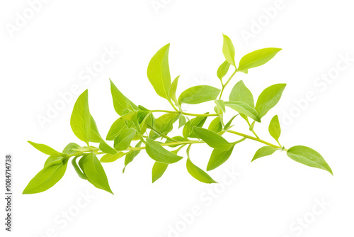 Andrographis paniculata plant isolated png on a transparent background