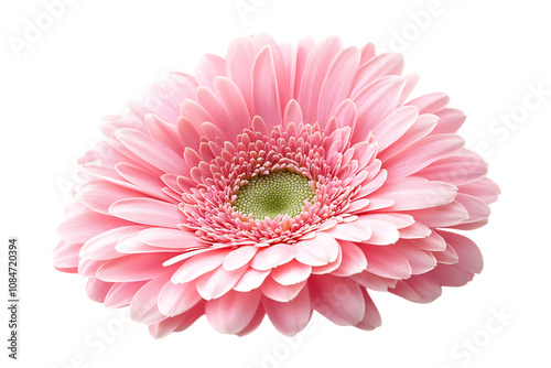 Pink gerbera flower isolated png on a transparent background