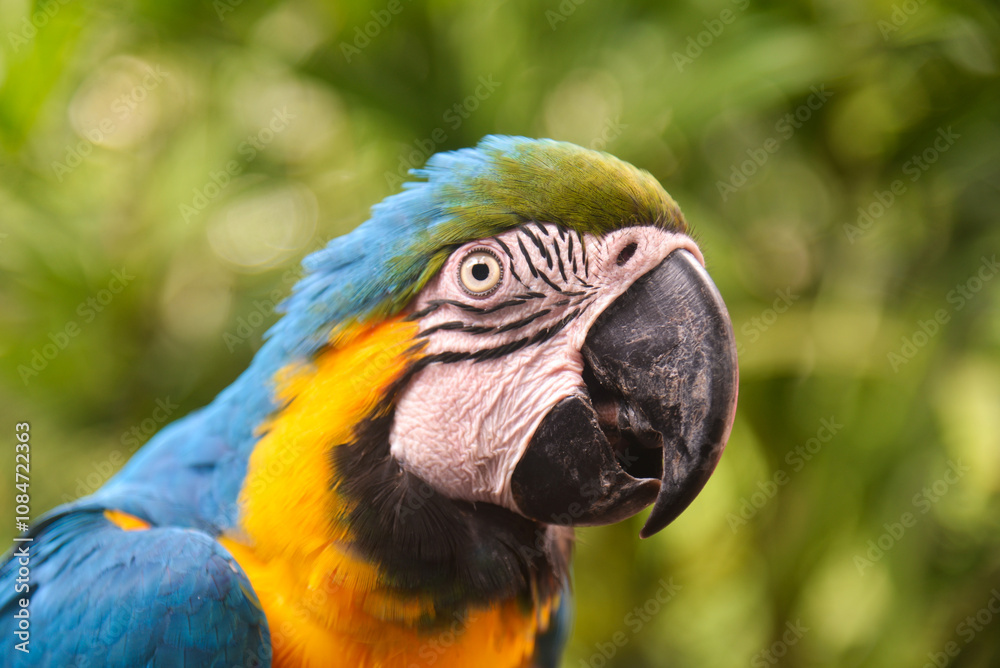 The blue-and-yellow macaw (Ara ararauna) is a majestic tropical parrot with bright blue and golden yellow plumage. The blue-and-yellow macaw (Ara ararauna) is a majestic tropical parrot with bright blue and golden yellow plumage.