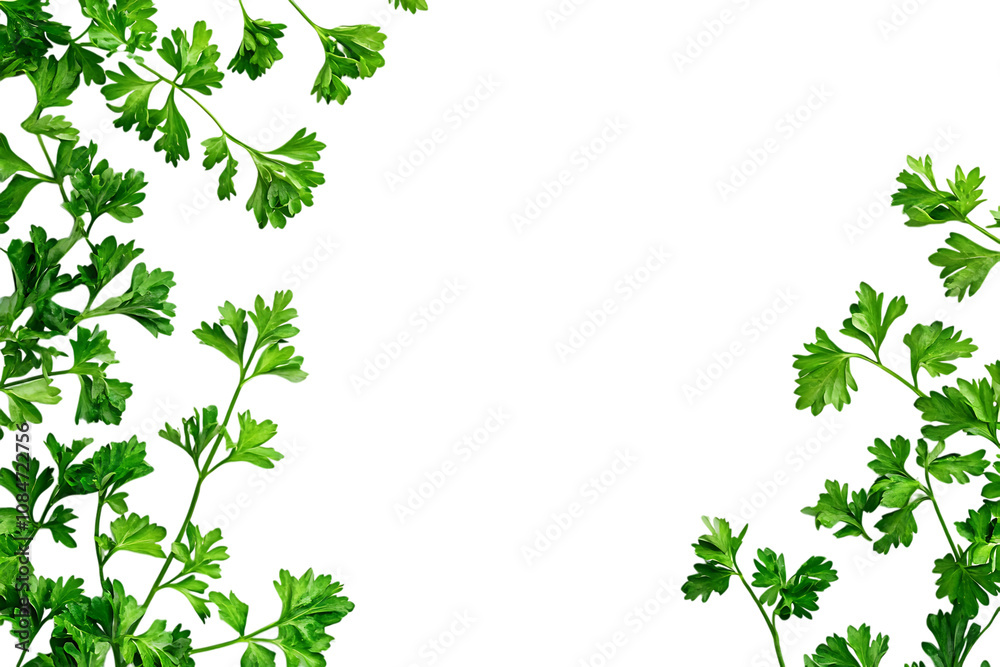 Parsley herb isolated png on a transparent background Parsley herb isolated png on a transparent background