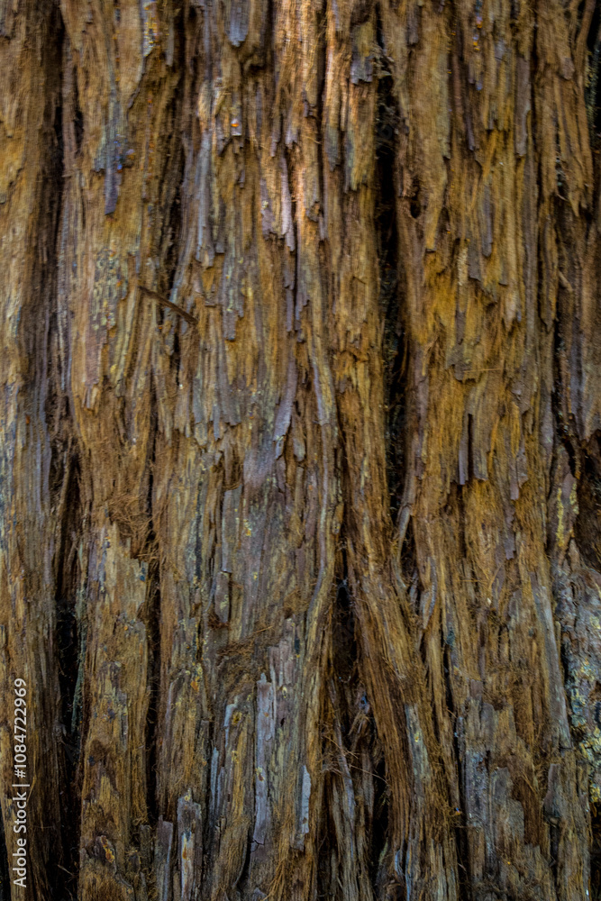 Rough tree bark closeup. Textured pine bark. Cracked bark, nature texture background. Tree trunk in the forest, tree texture pattern, Dry bark texture Rough tree bark closeup. Textured pine bark. Cracked bark, nature texture background. Tree trunk in the forest, tree texture pattern, Dry bark texture