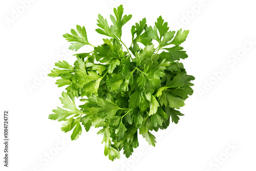 Parsley isolated png on a transparent background