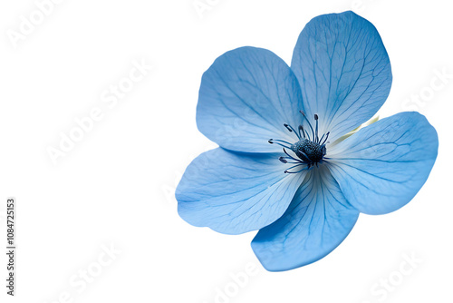 Blue flower isolated png on a transparent background