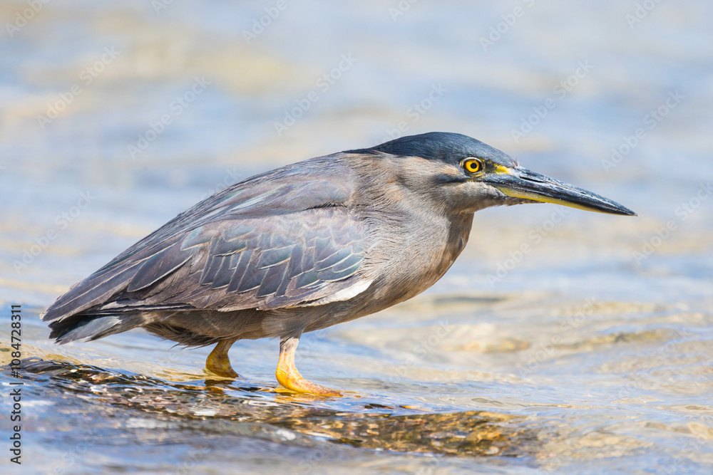 Striated heron wading in ocean Striated heron wading in ocean