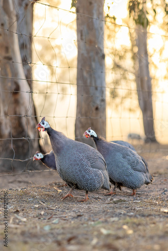 Guinea fowl flock at sunrise
