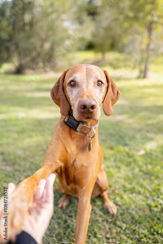 Hungarian vizsla dog shaking paw