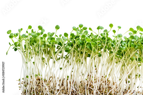 Sprouted alfalfa seeds isolated on a white background