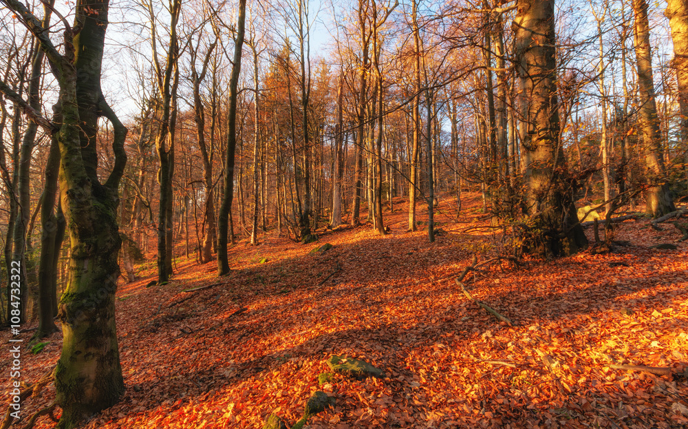 Fototapeta premium autumn in the woods