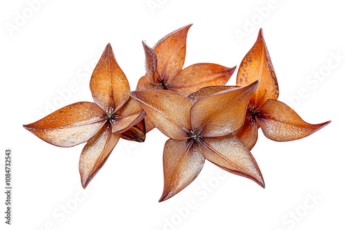 Water Caltrops, Trapa natans isolated on a white background photo