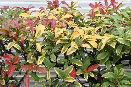 Photinia glabra (Japanese photinia) hedge. Rosaceae evergreen shrub. It is used as a hedge because the new shoots are beautiful in red and resistant to pruning.