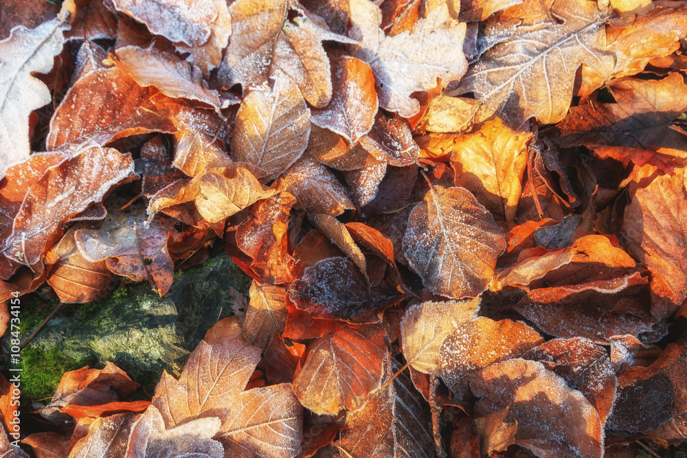 background of autumn leaves background of autumn leaves
