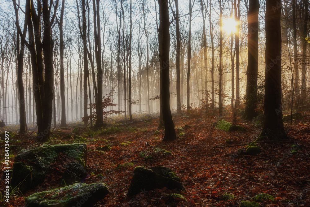 Fototapeta premium morning in the forest