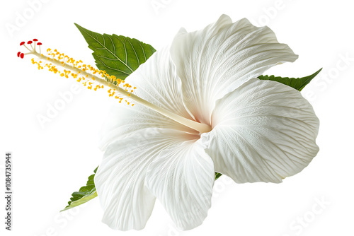Hibiscus flower isolated on a white background