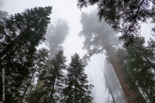 Sequoia in the Clouds