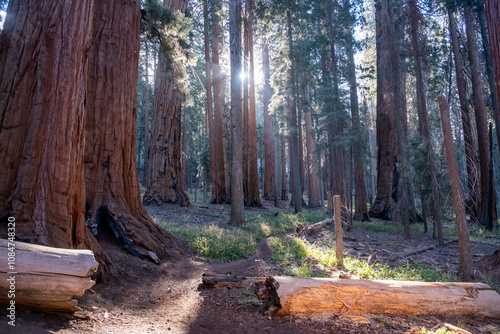 Morning in Sequoia Forest