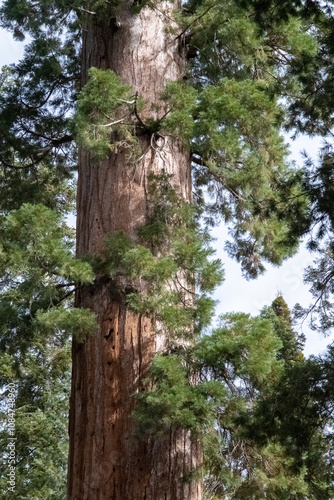 Sequoia Foliage