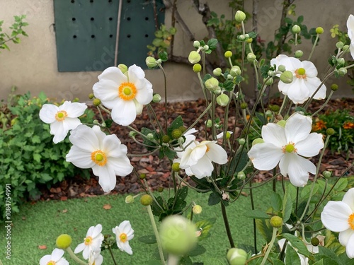 petites fleurs blanches photo