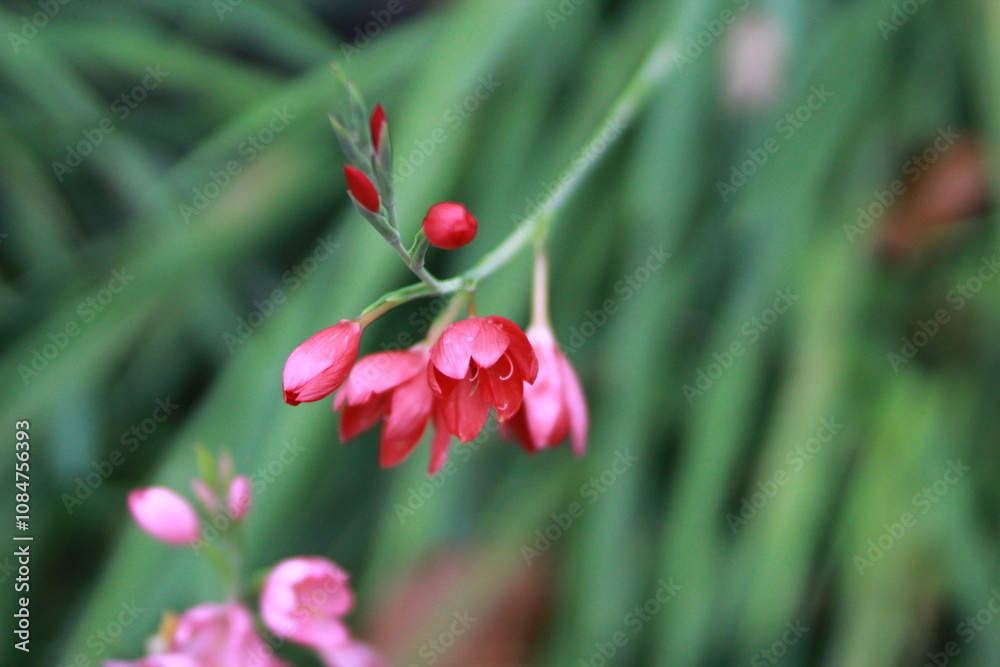 Pink flowers Pink flowers