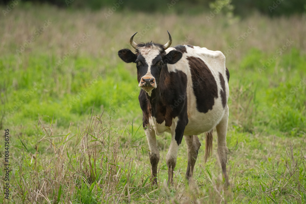Black and white dairy cow with horns in Queensland, Australia. Black and white dairy cow with horns in Queensland, Australia.