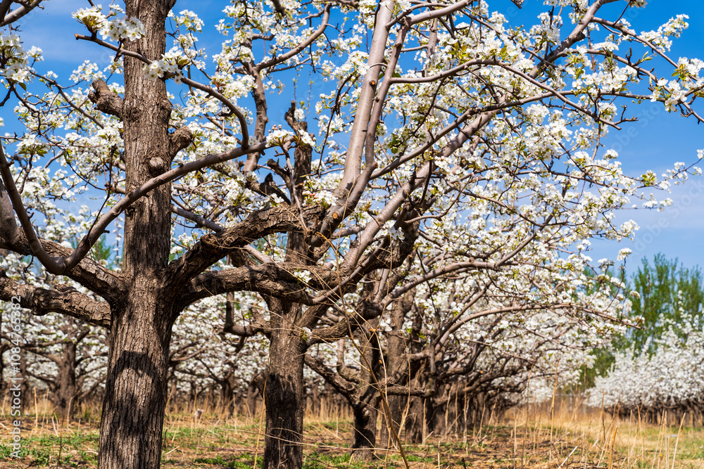 Pear flowers bloom in spring Pear flowers bloom in spring