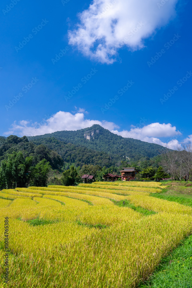 A vibrant yellow field stretches towards a lush green mountain under a bright blue sky dotted with fluffy clouds. A vibrant yellow field stretches towards a lush green mountain under a bright blue sky dotted with fluffy clouds.