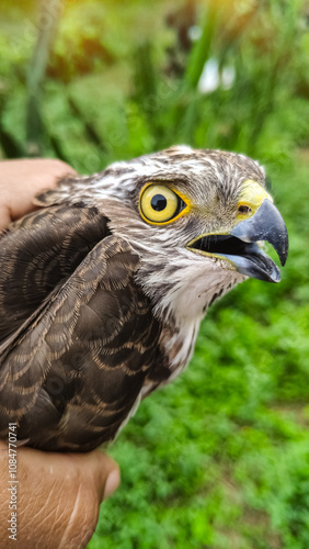 hand holding close-up hawk in the forest view