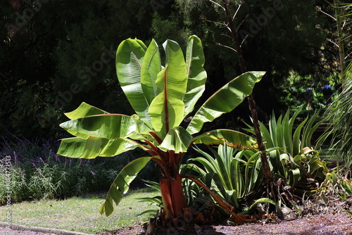 bush (tree) with large long wide green leaves on thick red (reddish) stems  in bright sunshine photo