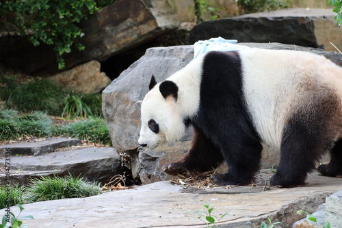 close-up giant panda bear standing on a smooth carved stone (rock, boulder) photo