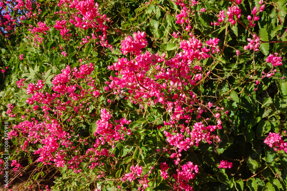 Closeup of flowering Queens Wreath also known as Coral Vine (Antigonon leptopus) in late afternoon autumn, nature background
Closeup of flowering Queens Wreath also known as Coral Vine (Antigonon leptopus) in late afternoon autumn, nature background